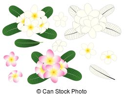 Plumeria Clipart