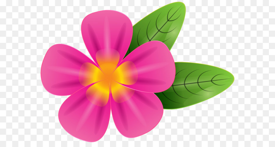 900x480 Frangipani Stock Photography Clip Art