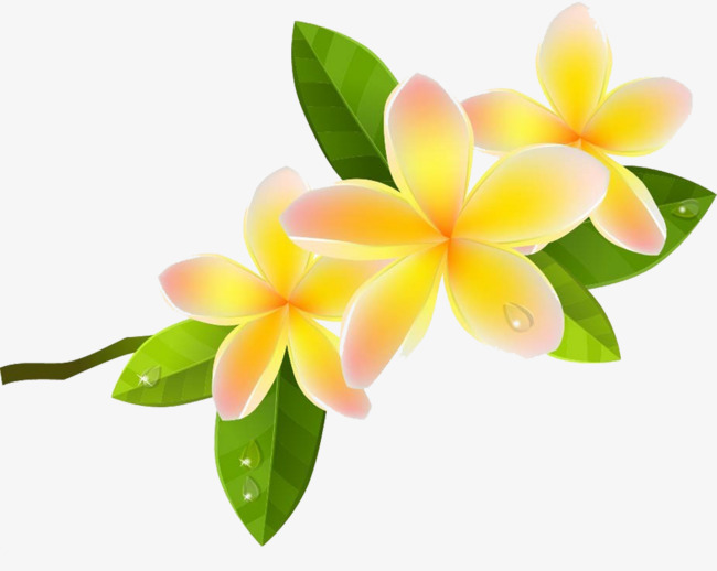 Plumeria Clipart at GetDrawings | Free download