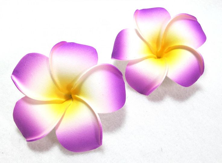 736x541 Plumeria Clipart Purple
