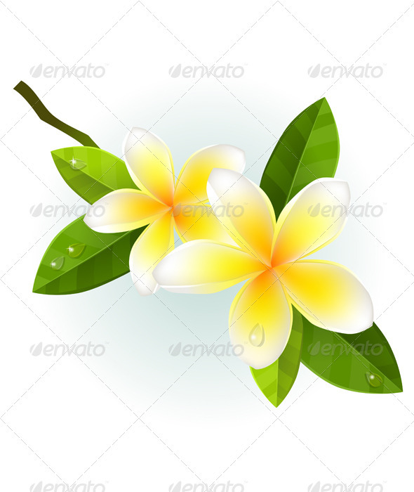 590x700 Plumeria Clipart White Blossom
