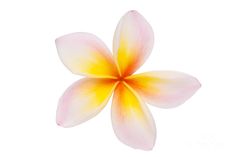 236x157 Royalty Free Plumeria Clipart Illustration 228184 Jpg Cards