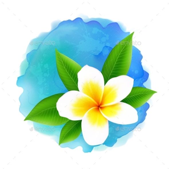 590x590 Vector Frangipani Flower On Blue Watercolor Watercolor And Flower