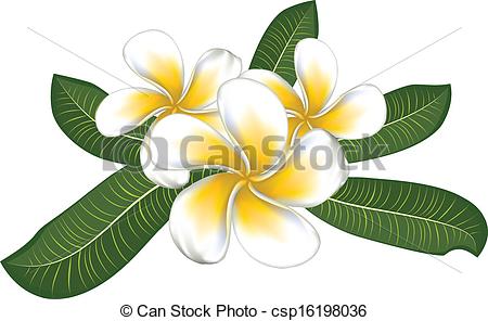 450x296 White Plumeria With Leaves. White Plumeria, Frangipani Vectors