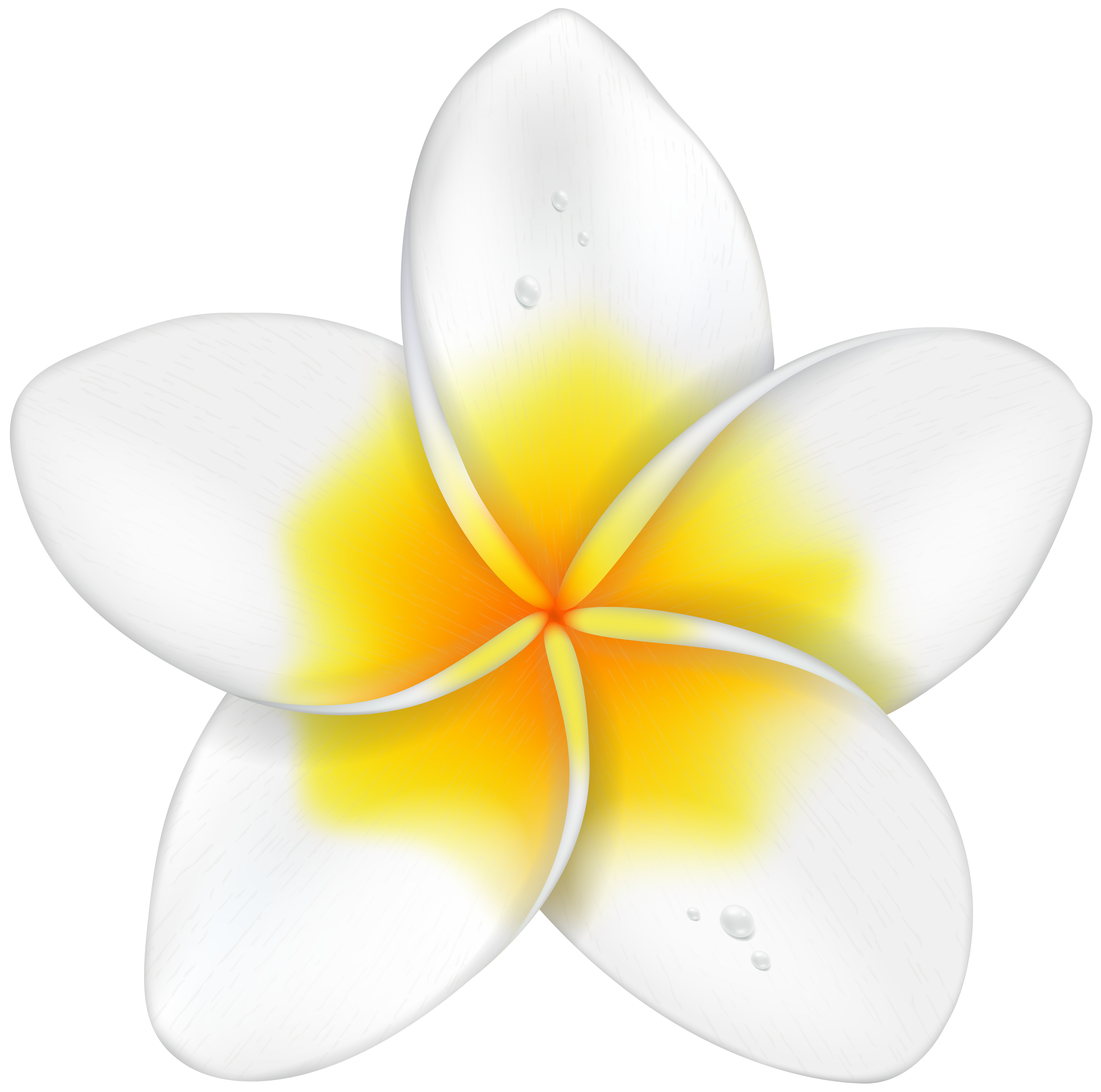 8000x7934 Exotic Flower Plumeria Png Clip Art Imageu200b Gallery Yopriceville