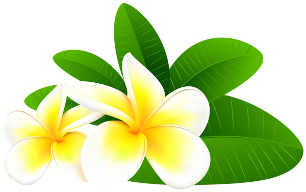 600x376 Exotic Plumeria Png Clip Art Imageu200b Gallery Yopriceville