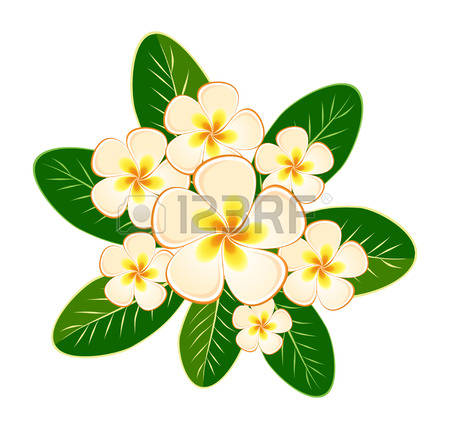 450x429 Plumeria Clipart Bali Flower