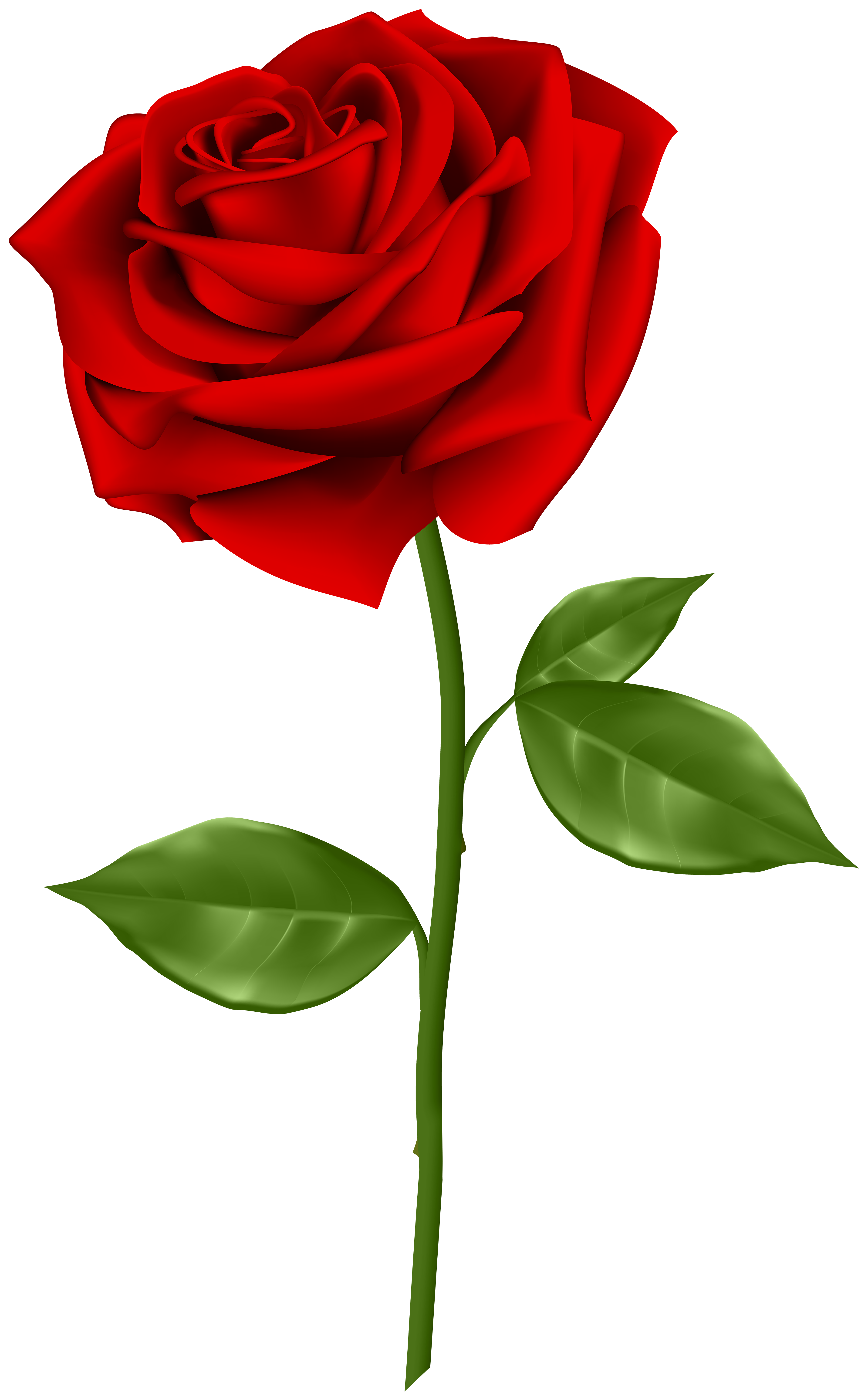 3729x6000 Red Rose Transparent Png Clip Artu200b Gallery Yopriceville