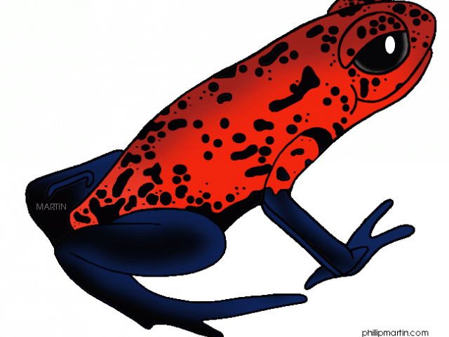640x480 Poison Dart Frog Clipart Yellow Frog