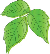 166x180 Search Results For Poison Ivy