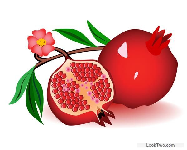 Pomegranate Clipart at GetDrawings | Free download