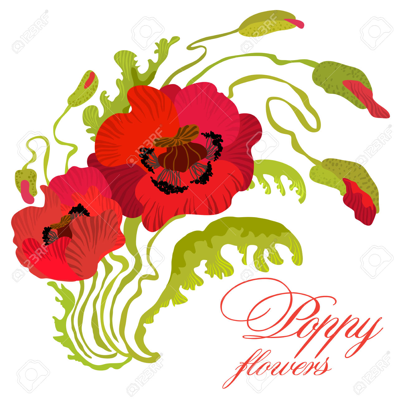 1300x1300 Poppy Clipart Flower Stems