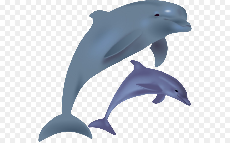 900x560 Common Bottlenose Dolphin Spinner Dolphin Free Content Clip Art