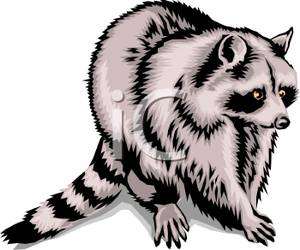 300x250 Possum Clipart Clipart Panda