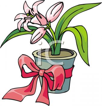 338x350 Easter Lily Growing In A Pot