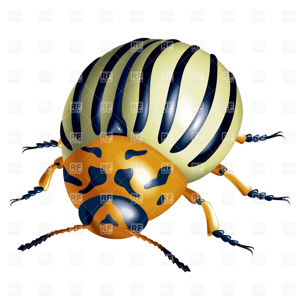 1200x1200 Colorado Potato Beetle Royalty Free Vector Clip Art Image