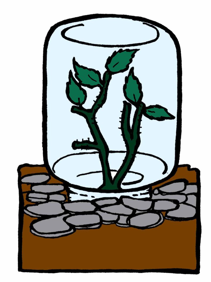 720x961 Potato Bush Clipart