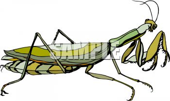 350x209 Praying Mantis
