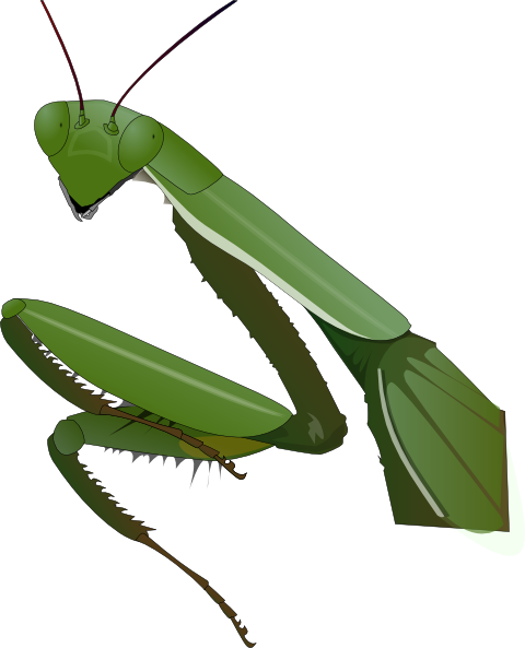 480x593 Praying Mantis Clip Art Free Vector 4vector