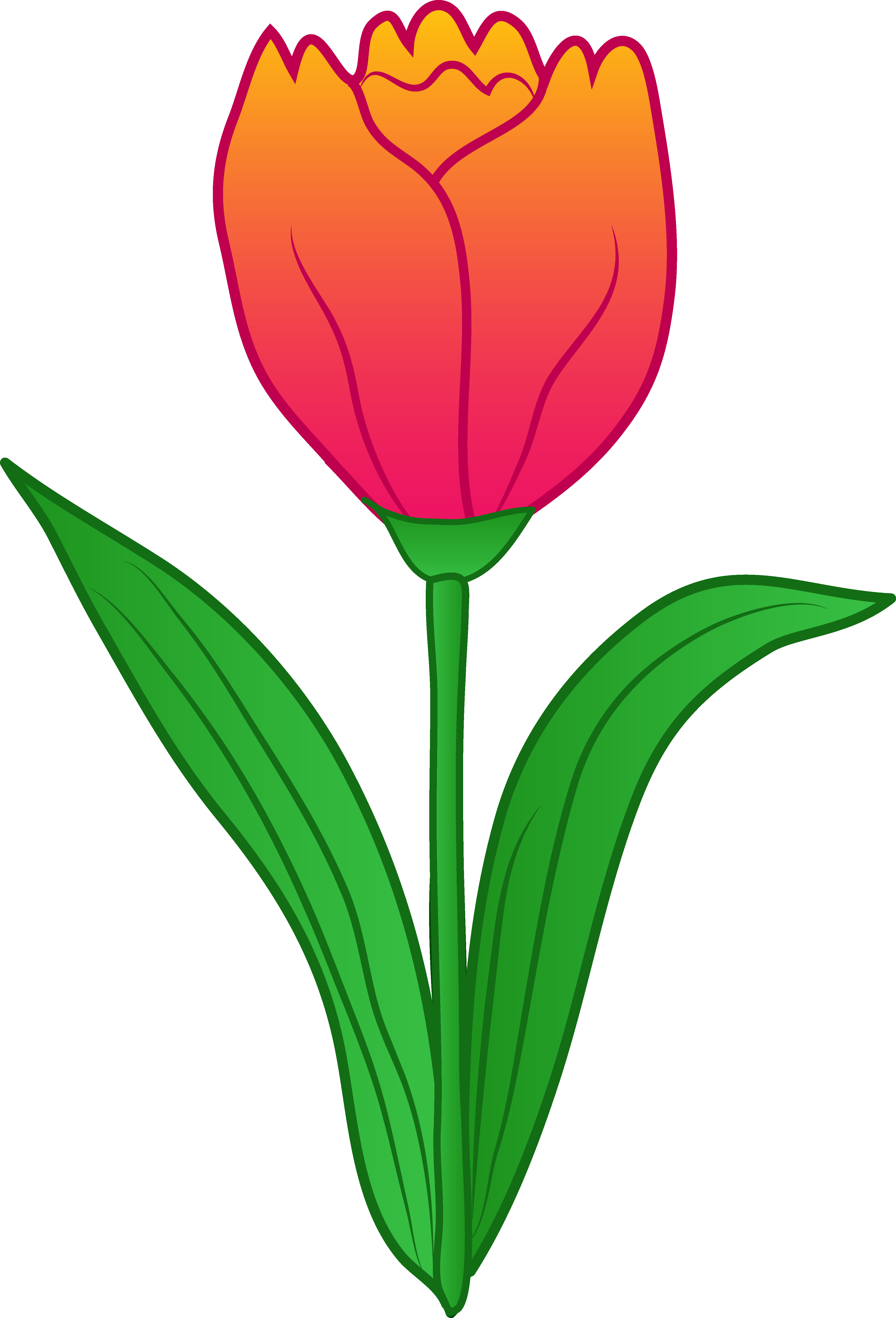 4024x5921 Pretty Pink Tulip Flower