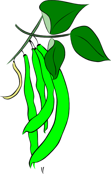 384x599 Pea Clipart Long Bean