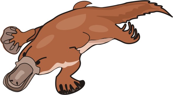 585x321 Platypus Pictures Cartoon Free Download Clip Art