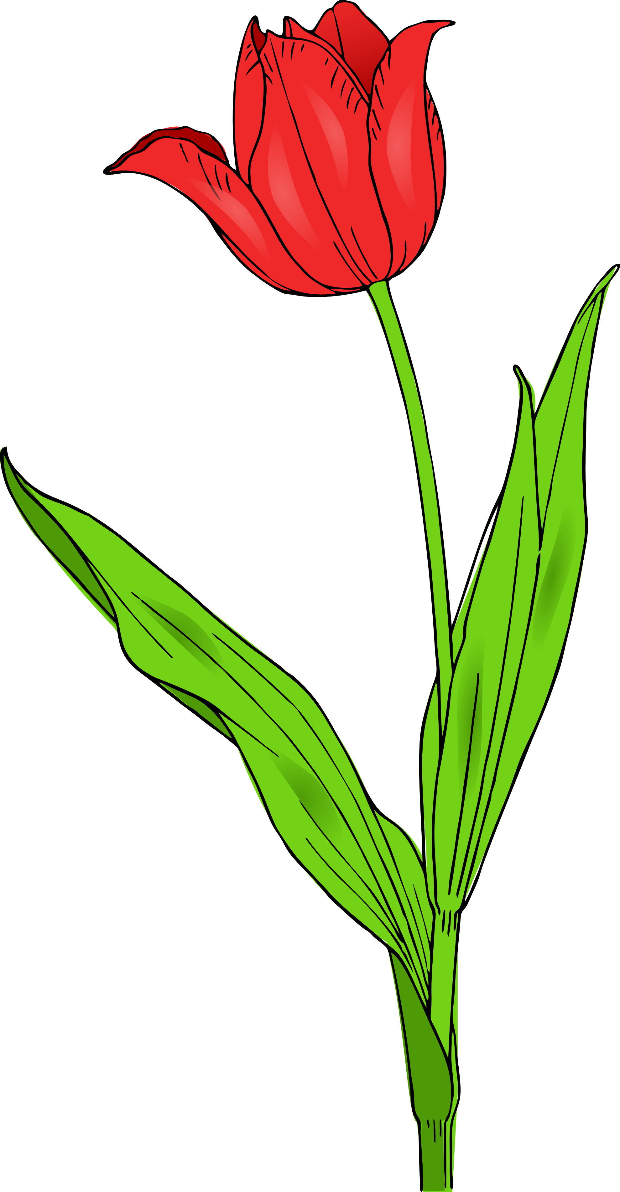 1979x3803 6 Tulip Images Clip Art. Clipart Panda