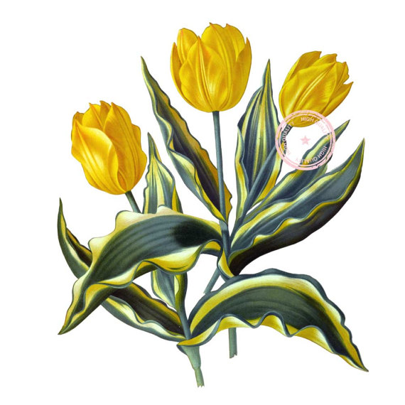 570x570 Yellow Tulips Clip Art Flower Clipart Floral Clipart Botanical