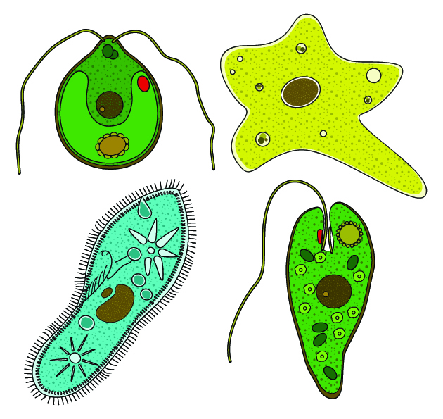 630x595 Photos Protists,