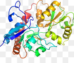 260x220 Unicellular Organism Microorganism Clip Art