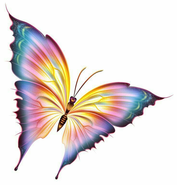 736x768 Pin By Cassy Chester On Butterflies Butterfly