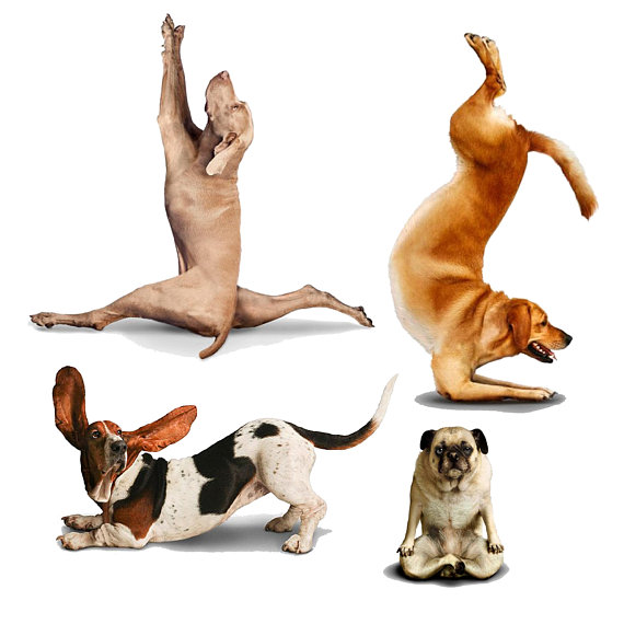 570x570 Yoga Dogs Clip Art