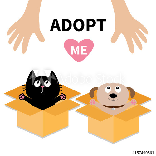 500x500 Human Hand. Adopt Me. Dog Cat Inside Opened Cardboard Package Box