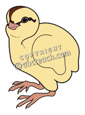 300x403 Clip Art Baby Animals Quail Clipart Panda