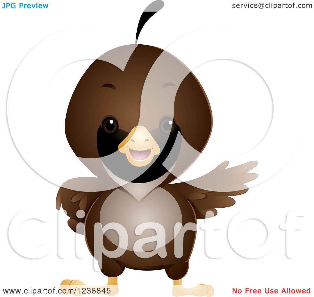 1080x1024 Clipart Of A Cute Quail Presenting