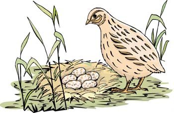 350x227 Free Quail Clipart And Vector Graphics