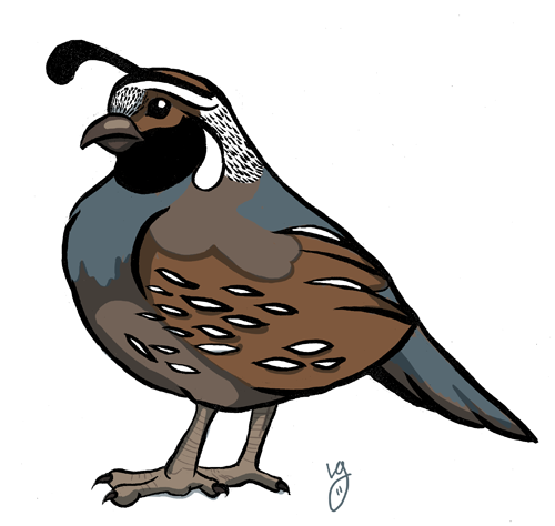 500x474 Quail Cartoon Drawings Cartoon Quail To Draw A Cartoon Quail