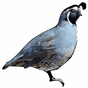 300x300 California Quail Clip Art Clipart Panda
