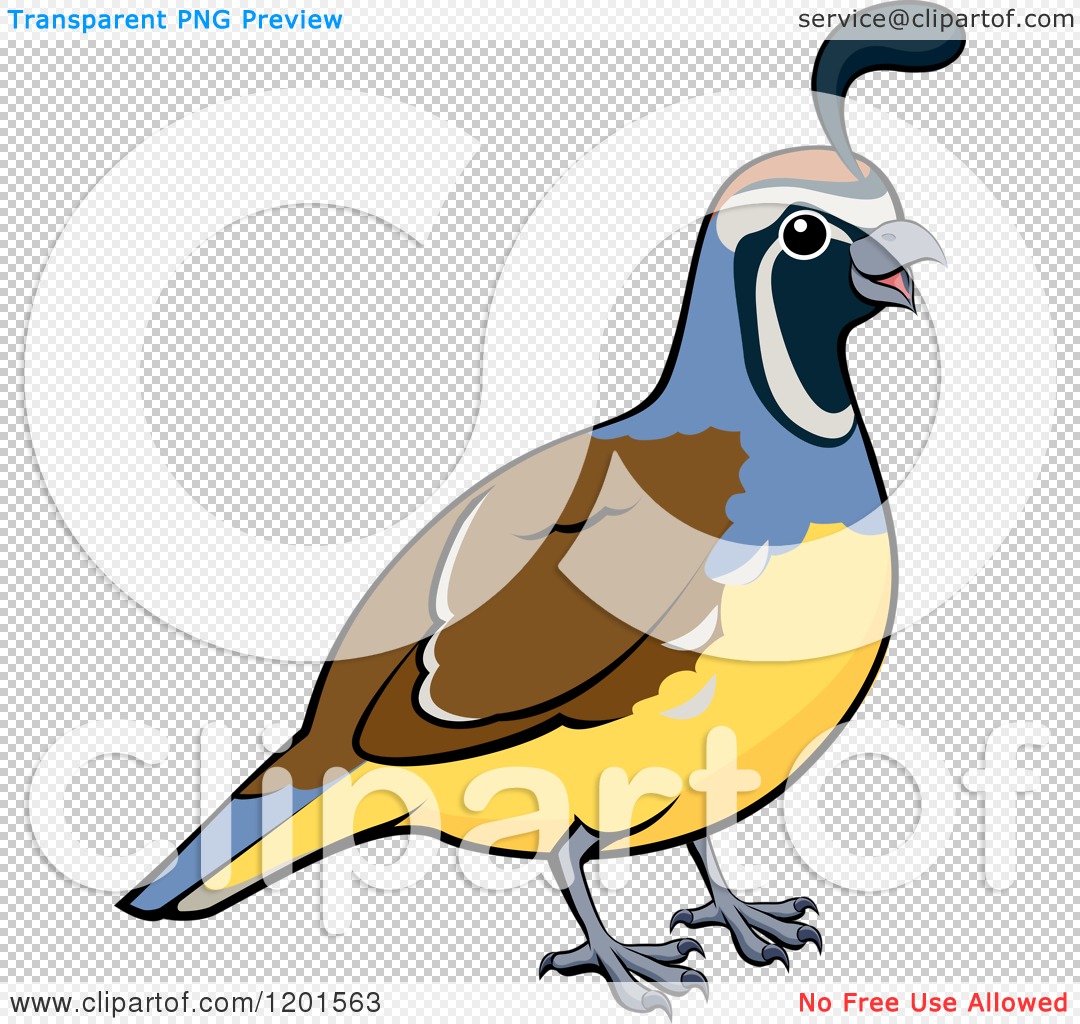 1080x1024 Cartoon Of A Happy Male California Quail Bird