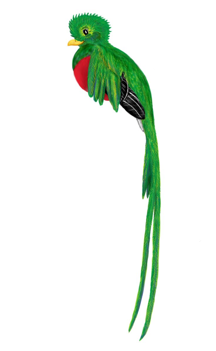736x1196 Guatemala Bird Quetzal Drawing Clip Art