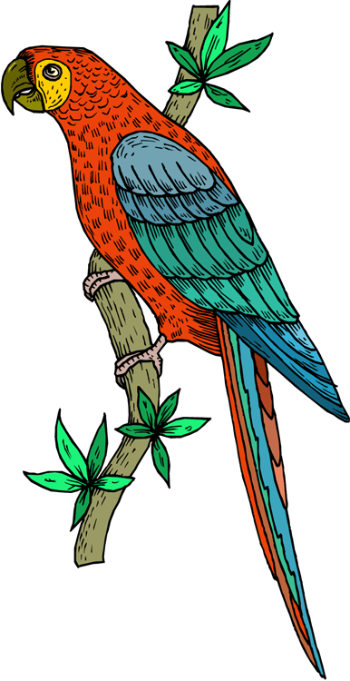 386x750 Parrot Cliparts