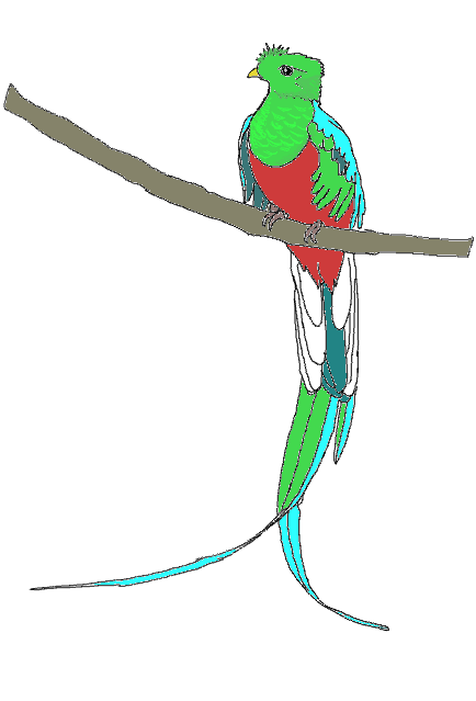 434x639 Quetzal Free Images