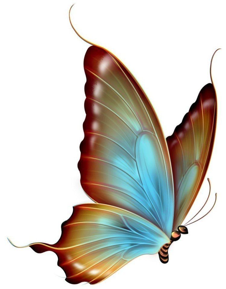 750x960 Pin By Viktoriya Vedernikova On Butterfly