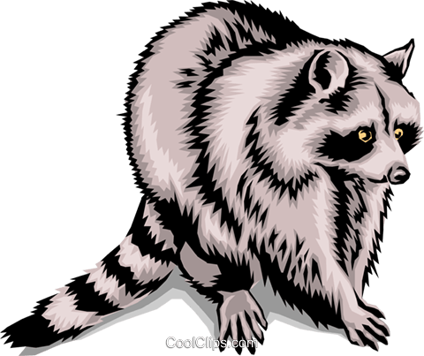 480x403 Raccoon Royalty Free Vector Clip Art Illustration Anim1394