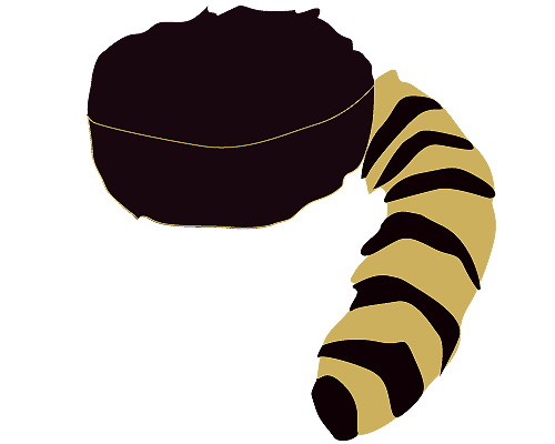 500x400 Collection Of Raccoon Hat Drawing High Quality, Free