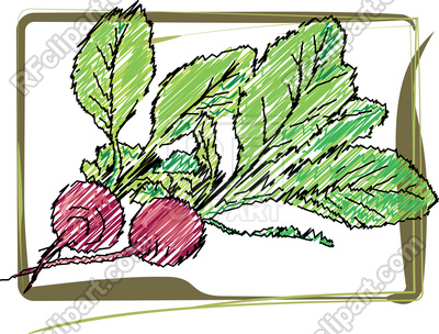 400x304 Organic Radish Illustration Royalty Free Vector Clip Art Image