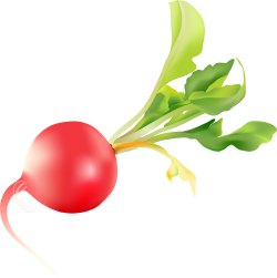 250x251 Radish Clip Art