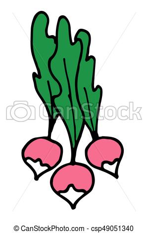 299x470 Radish Vector Doodle Hand Drawn Picture. Color Radish Vector