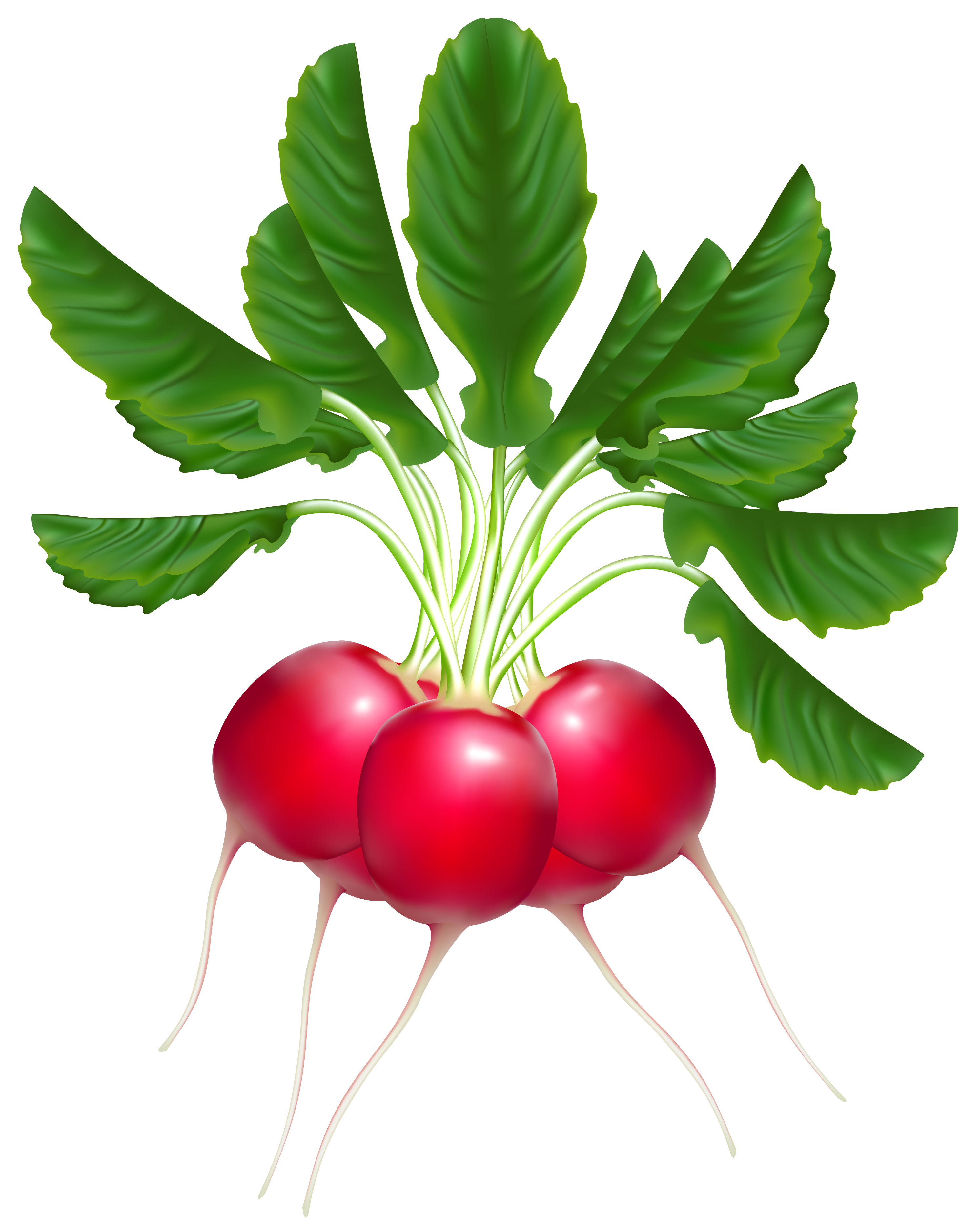 2988x3743 Radishes Png Clipartu200b Gallery Yopriceville