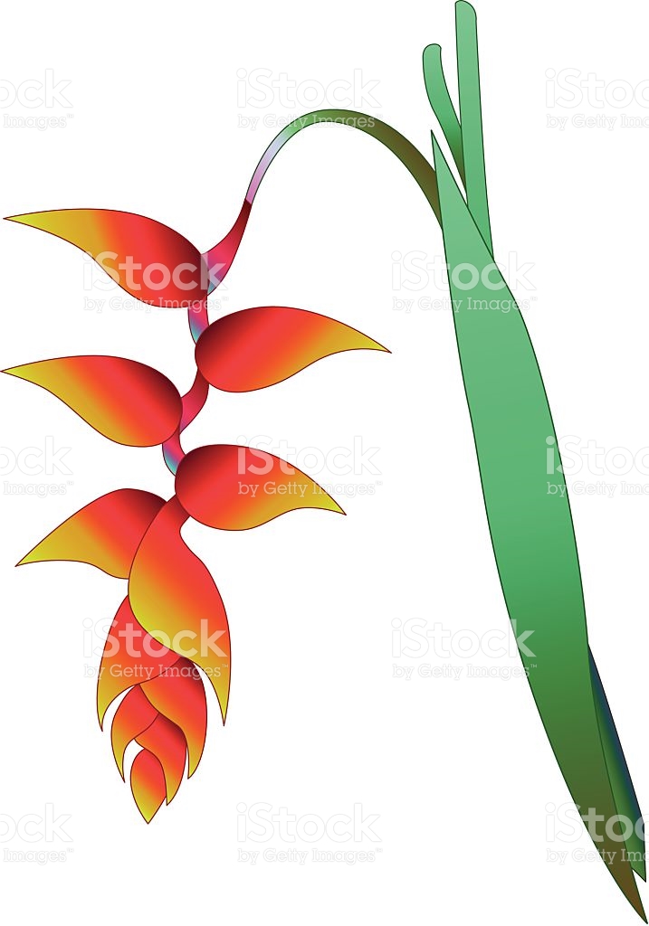 717x1024 Eliconias Clipart